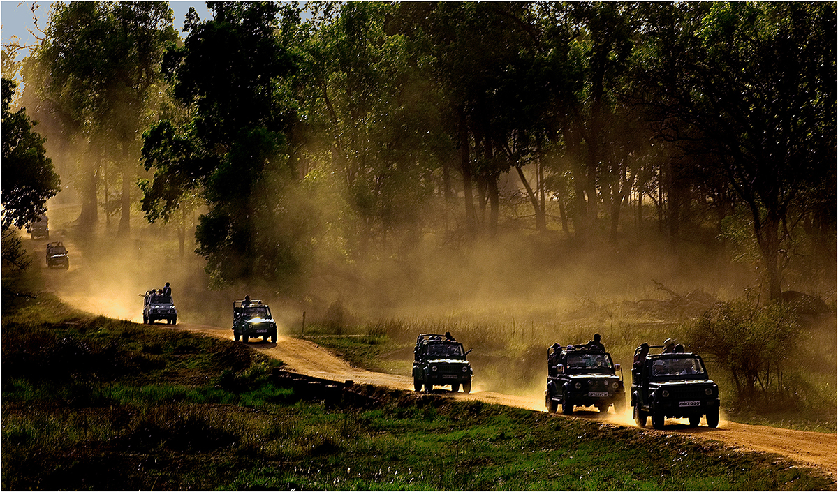 Jungle Safari